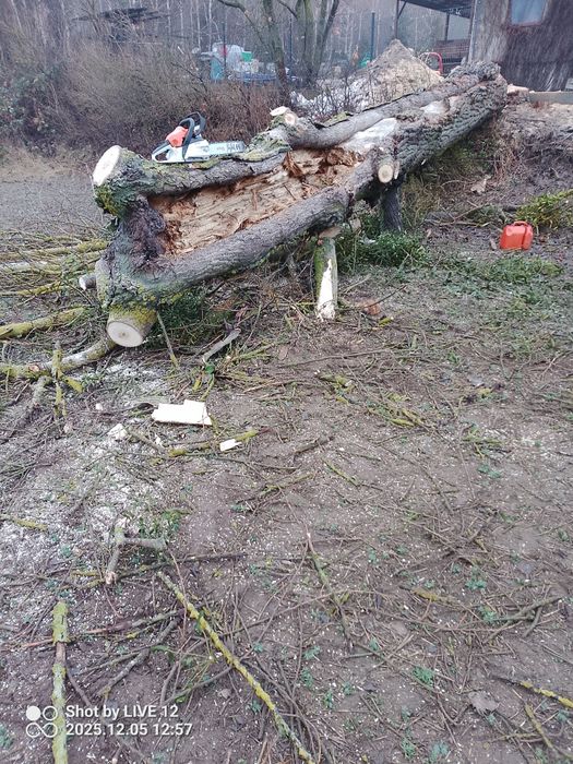 Wycinka  drzew, Oczyszczanie działe z samosiejek/rębakowanie