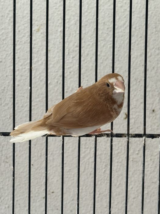 Bengalins - aves