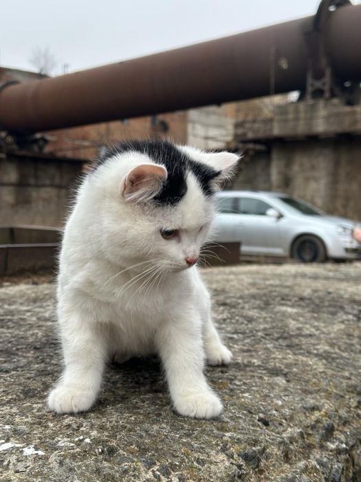 Котик безкоштовно, кіт 3 місяця, кошення