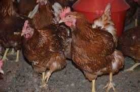 Kury nioski Rossa messa zielononóżka Leghorn i inne ! TRANSPORT
