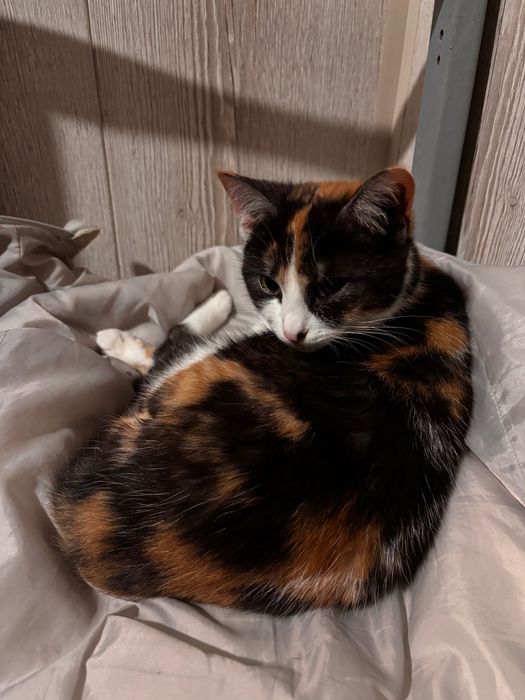 Кішечка в добрі руки, вакцинована.