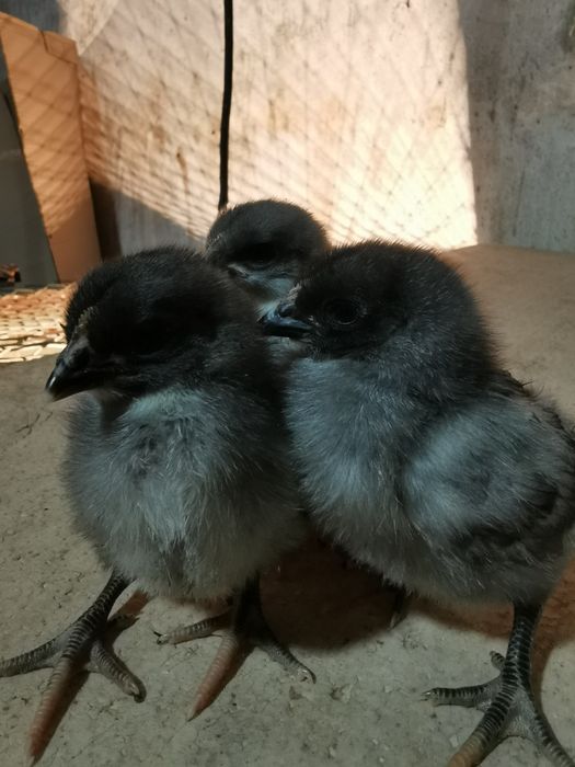 Курчата Ломан Браун, Домінант, Голошийка