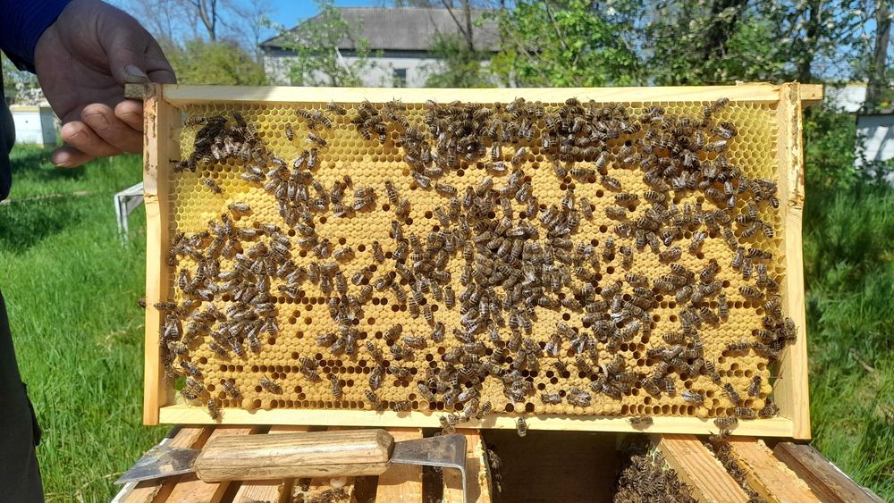 Бджолопакети, відводки, бджолосім’ї на 2025 рік