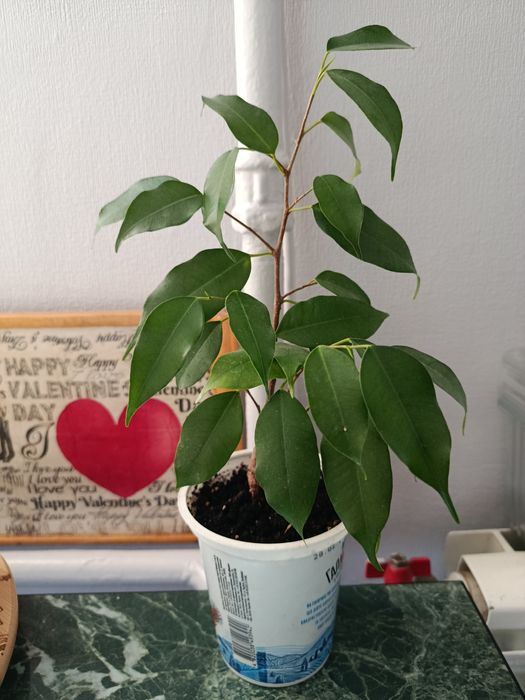 Продам кімнатні рослини недорого