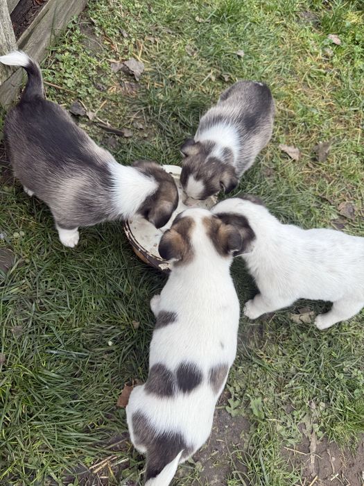 Безкоштовно Віддам песиків(дівчатка)