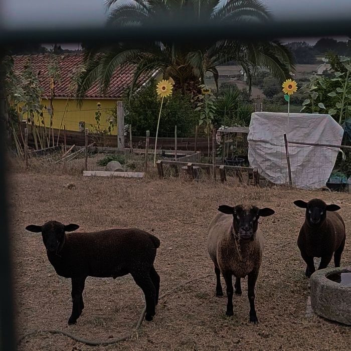 Borregos e mãe..