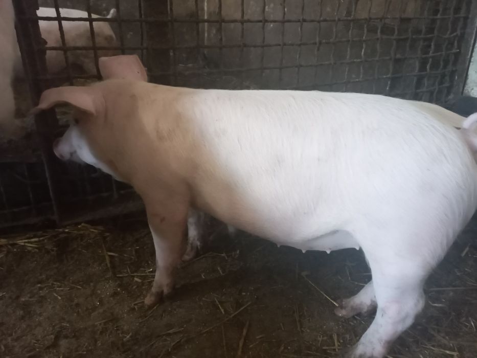 Поросята на плем'я.Льошки на свиноматки. Ремонтні льошки Ф1.