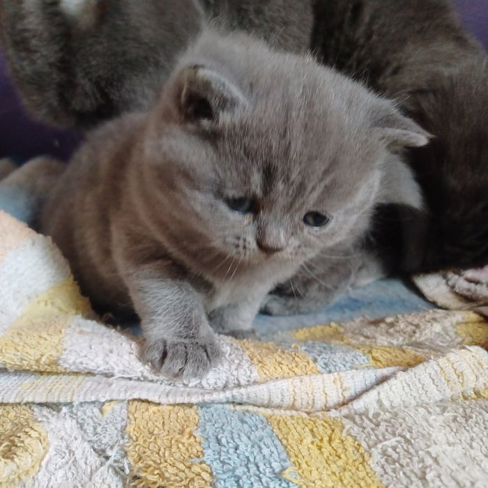 Koteczka brytyjska liliowa