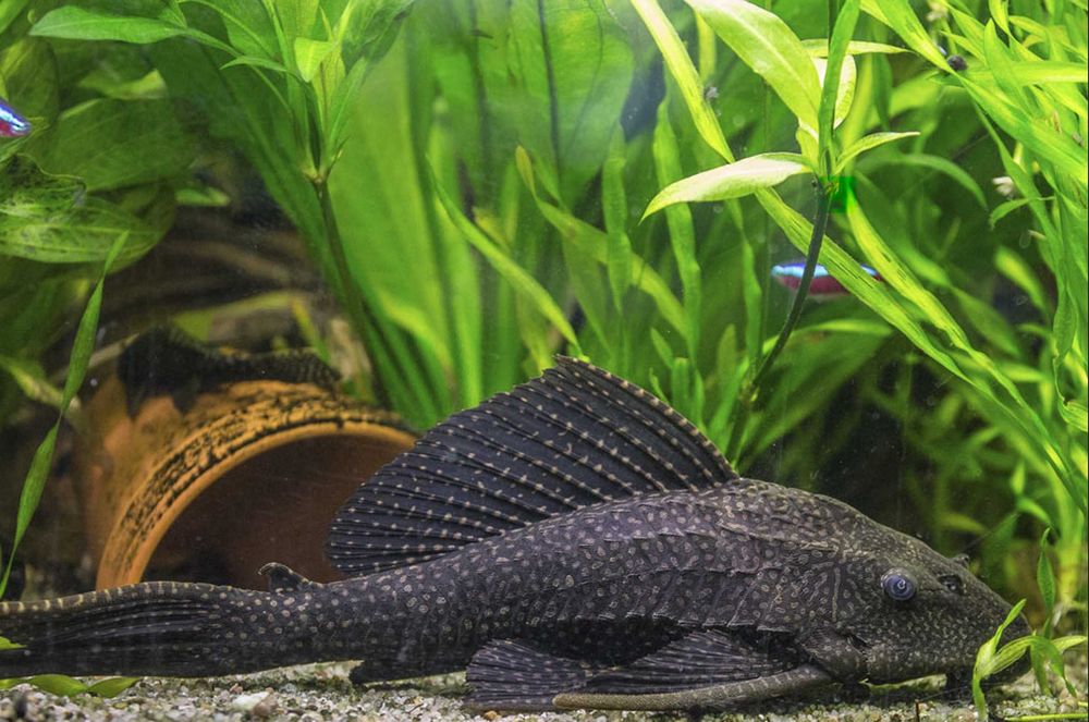Glonojad plekostomus - Hypostomus plecostomus - dowóz, wysyłka