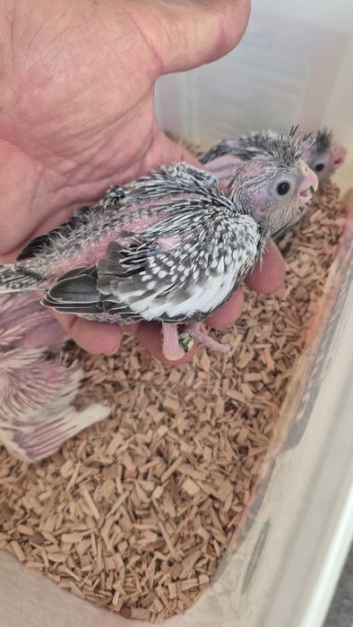 Caturras bebés para criar à mão