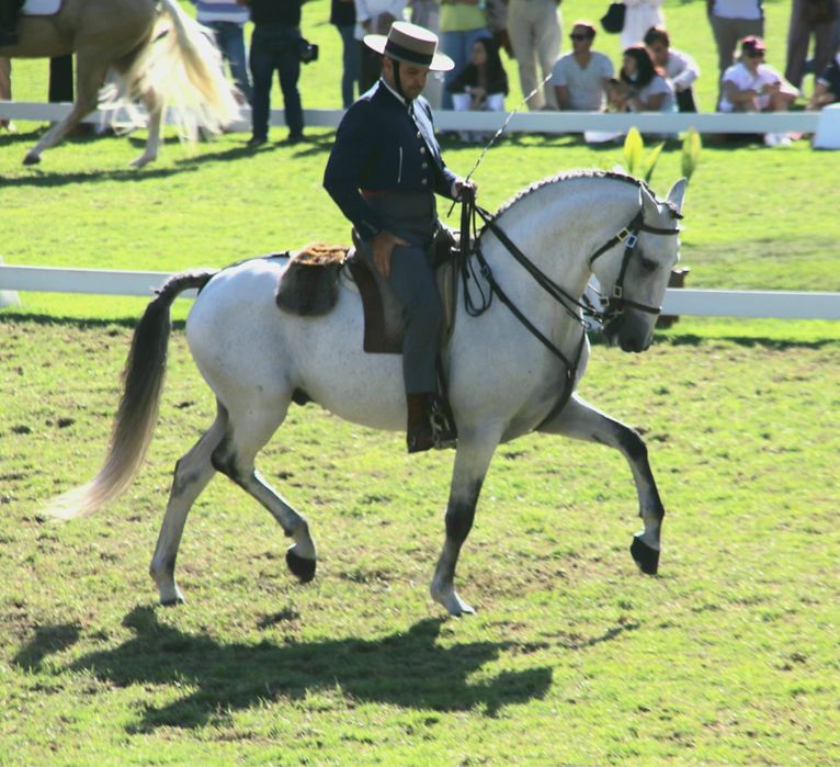 Poldra Lusitana com 3 anos