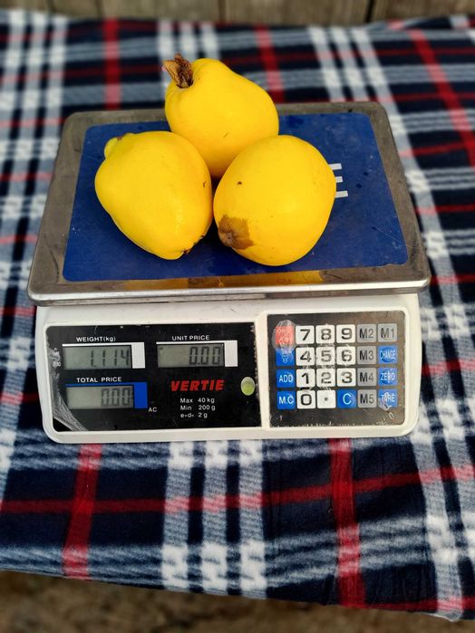 Pigwa owoce pigwa nie pigwowiec