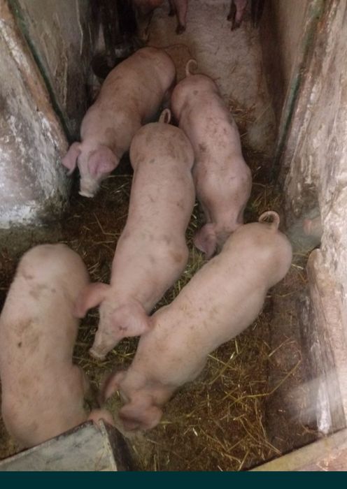 prosięta warchlaki tuczniki z własnego gospodarstwa