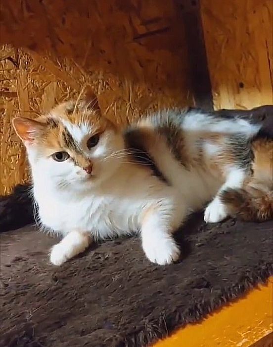 Отдам трёхцветную кошечку