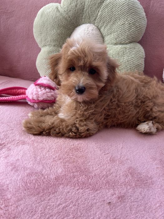 MALTIPOO - suczka