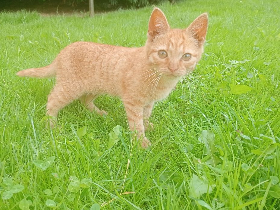 Kocurki do adopcji