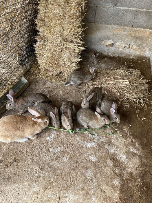 Coelhos vacinados,varias idades