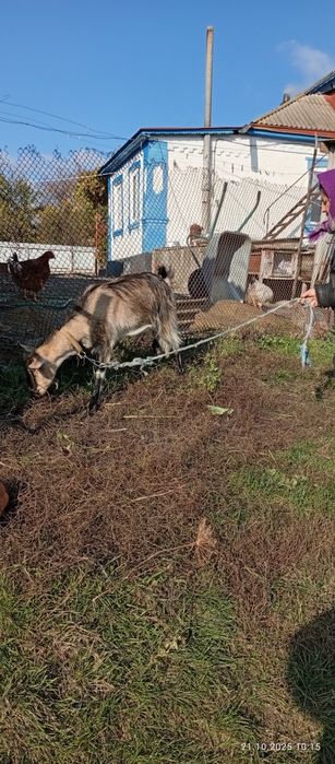продам козу первістку дійну