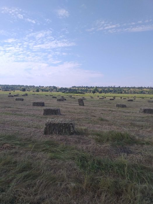 Продам сено Луговое
