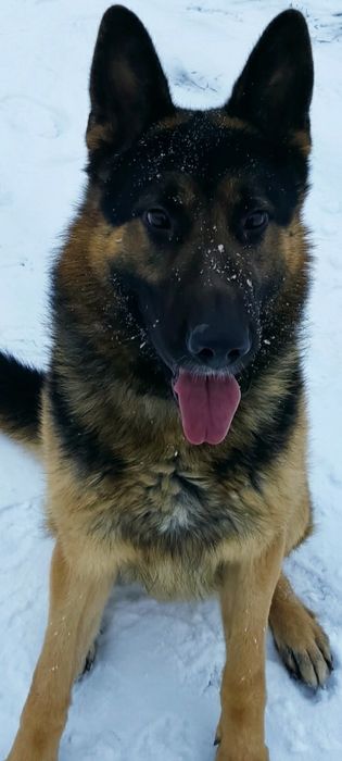 Вязка немецкая овчарка