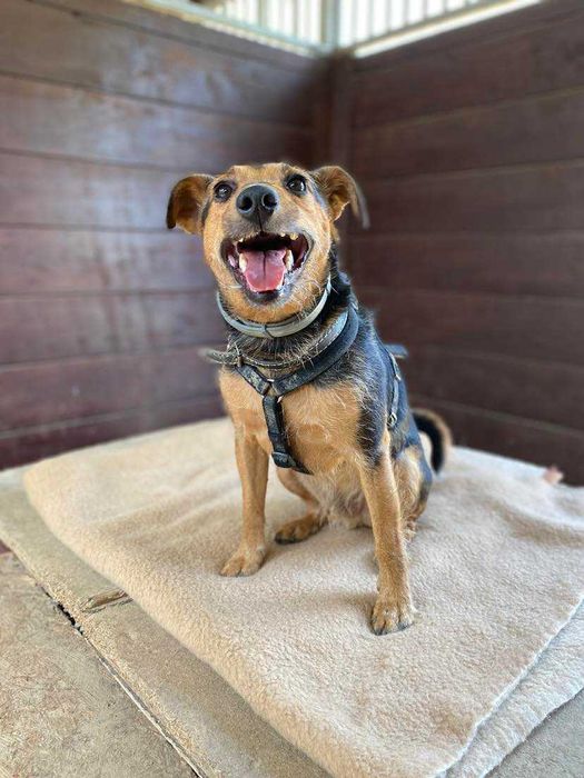KOFI terier młody kochany adopcja schronisko