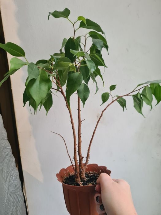 Комнатные цветы разные