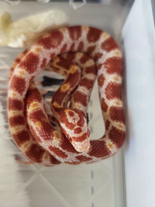Wąż zbożowy amel RF (?) het anery scaleless ph motley/stripe samiczka