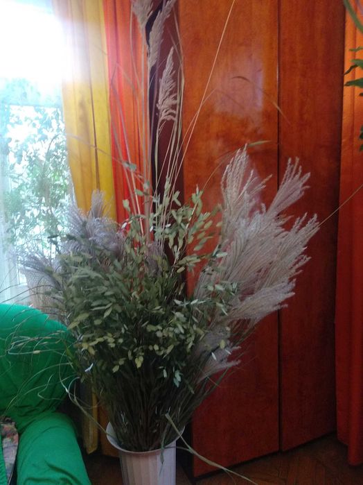 Міскантус декоративна трава для декора