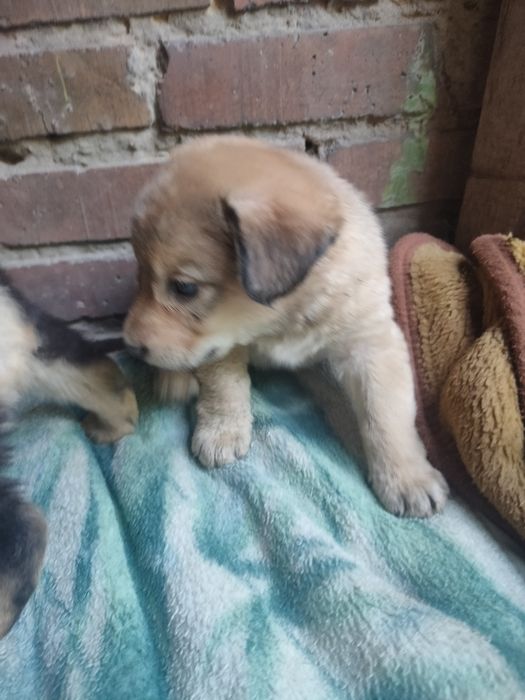 Віддам цуценят в люблячу родинну