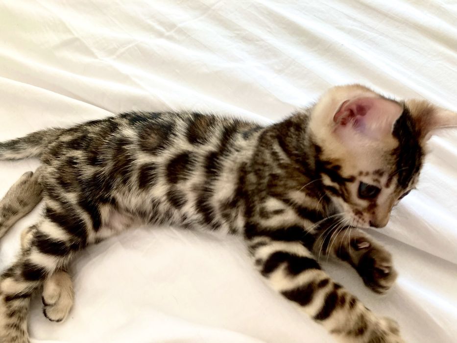 Шикарные бенгалы