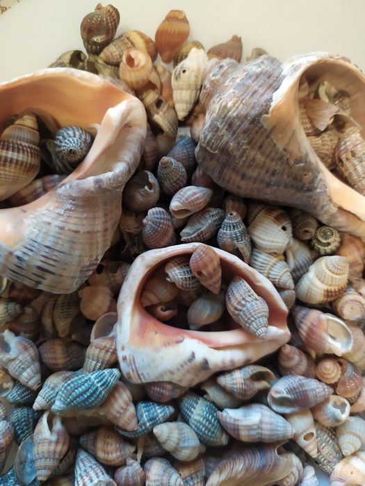 Ракушки морські для акваріума, декора.