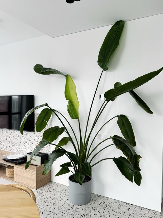 Стреліція Миколая (висота 2.6м)