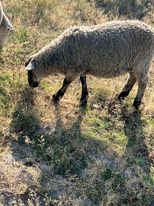 Macho filho de suffolk puro