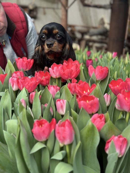 Кавалер Кінг Чарльз Спаніель-династія чемпіонів