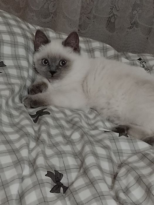 Безкоштовно віддам у добрі руки кішечку, блупоінт 5 місяців, вихована