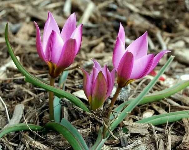 Тюльпан хустк- на дек