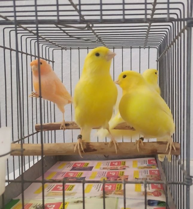 Samice żółte kanarka 2025r.