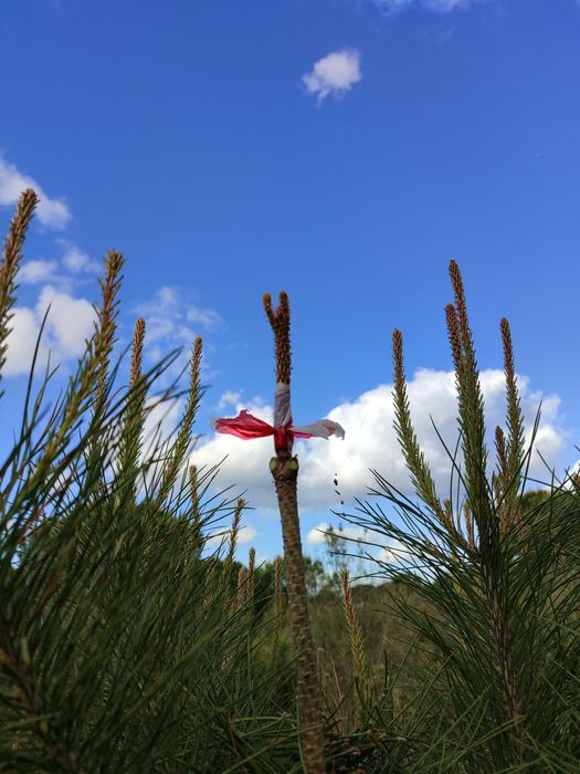 Enxertia de Pinheiros Mansos
