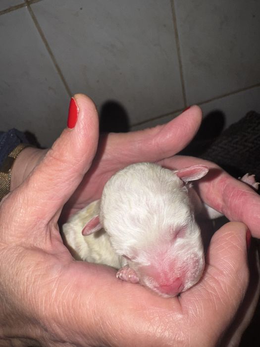 Бишон фризе — малыши ищут любящую семью