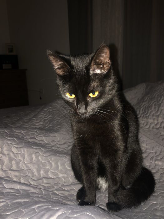 Gatinha pretinha e olhos amarelos, para adoção responsavel
