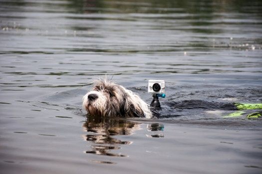 Держатель эшн- камеры для животных.