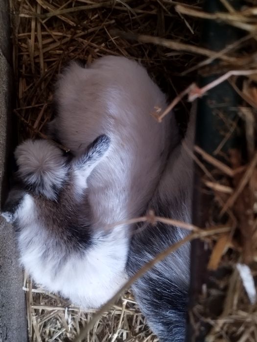 Cabrinhas anas para companhia
