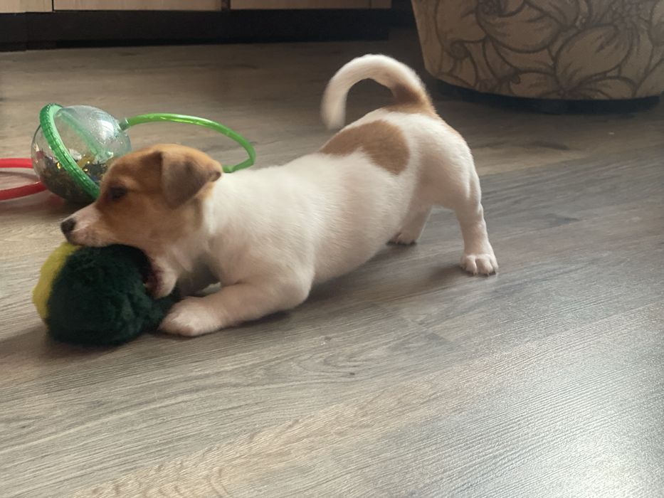 Малята в родинк