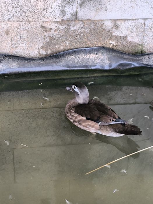 Casal de Patos Carolinos