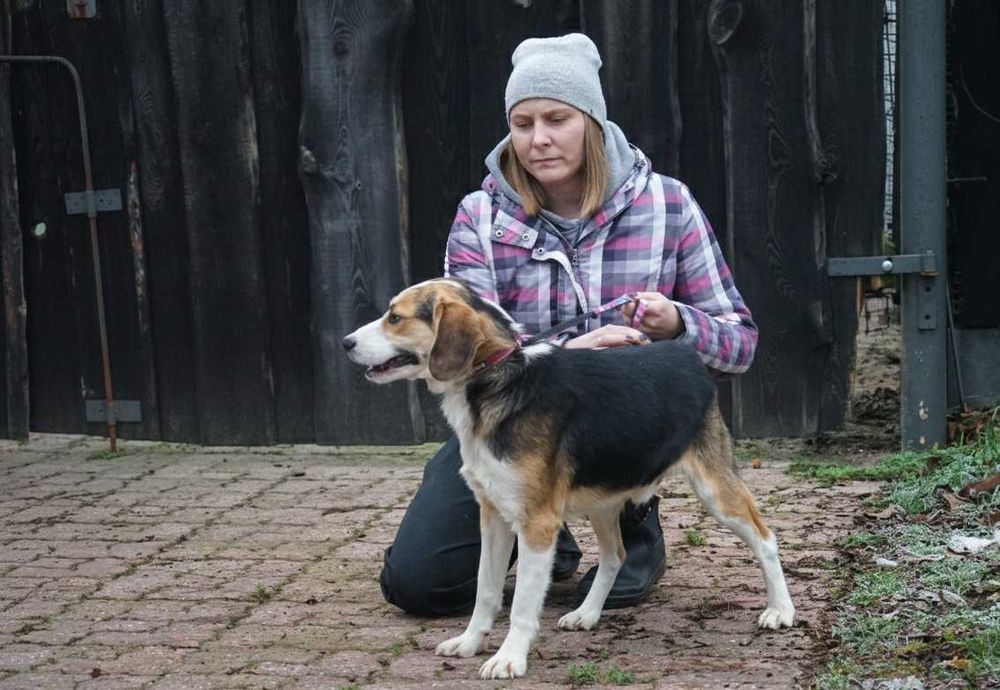GUMIŚ - śliczny psiak szuka w domu, w typie beagle.
