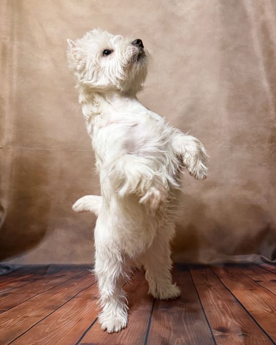 West highland white terrier
