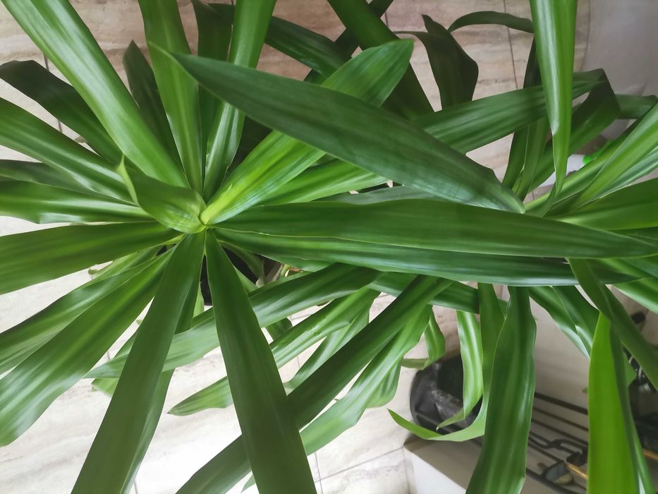 Pieknedwie duże yuki