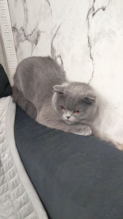 Віддамо у хороші руки