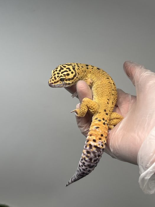 Gekon lamparci z terrarium możliwy transport