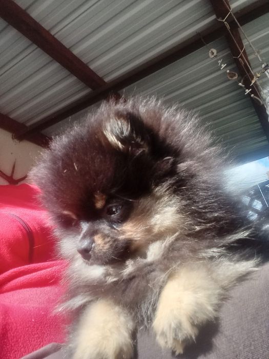 Sunia szpic miniaturowy Nela